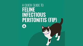 A Quick Guide to Feline Infectious Peritonitis FIP [upl. by Airlia]