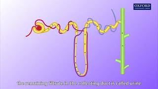 Animation E1 11 Ultrafiltration and reabsorption [upl. by Lac]