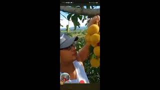 Harvesting cotton fruitsantol [upl. by Lasyrc716]