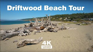 SunnyDay Beach Walk through Driftwood Boneyard Gualala Regional Park where River meets Ocean [upl. by Inness]