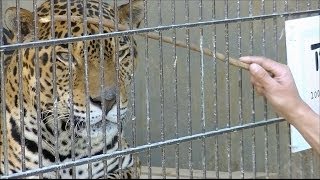 ジャガーを木の棒でイジると？  東山動物園 [upl. by Symer]