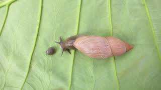 Euglandina rosea Rosy Wolfsnail vs Triodopsis hopetonensis Magnolia Threetooth Snail [upl. by Loram]