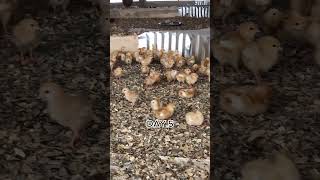 See the Impact 7 Days of PreStarter Feed raisingchicks Pukparigu chickenfeed [upl. by Saul]