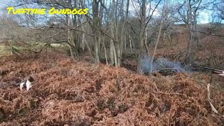 Gundog Training Training Springers For The Championships [upl. by Randa]