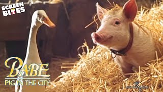 Babe Pig In The City  Official Trailer  Screen Bites [upl. by Annadiane894]