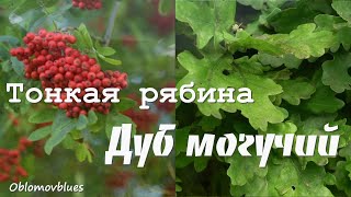 🌿 Тонкая рябина  Дуб могучий oblomovblues продолжение народной песни [upl. by Canfield]