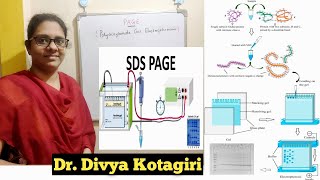 Polyacrylamide gel electrophoresis  PAGESDSPAGE  in detail with buffer preparationGenes amp Genus [upl. by Bing]