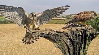 Rescued Kestrels Retain Close Bond  Rescued amp Returned to the Wild  Robert E Fuller [upl. by Slin908]