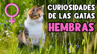 10 DATOS SORPRENDENTES SOBRE LAS GATAS HEMBRA 😻 [upl. by Antonius729]