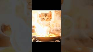 【AI Cat】🍳😺 Cooking with Cats The Cutest Chef You’ll See shorts ai comfyui sd35 cat [upl. by Alrad589]