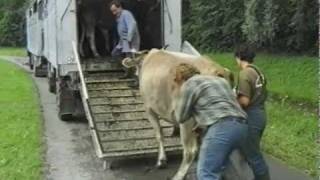 Alpenfleisch statt Tiere transportierenTeil 2 [upl. by Afital805]