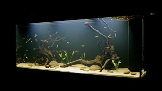 New Fish Tank Setup For my Lemon Tetras [upl. by Xilef]