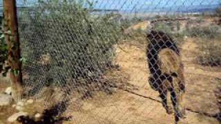 Male Barbary Lion being fed RAWR [upl. by Pownall]