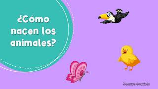 ¿Cómo nacen los animales  parte 1  animales ovíparos PREESCOLAR [upl. by Nirra]