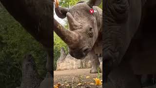 Rhinos smash giant Halloween pumpkins at Oregon Zoo [upl. by Burchett]