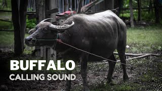 Buffalo Calling Sound [upl. by Wyn331]