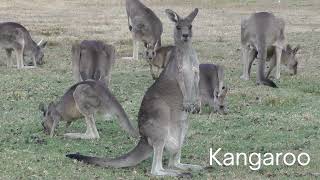 Platypus Kangaroo and Koala Facts [upl. by Niahs]