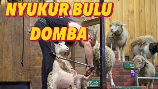 Shaving the sheep  Nyukur bulu domba [upl. by Ynohtnakram]