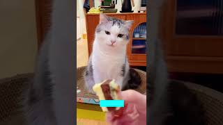 Funniest Cat ❤️ Funny Cat Videos 🐕 lifeandcats Episode 3726 [upl. by Feinberg]