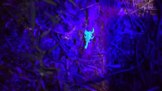 Hunting Scorpions Palo Duro Canyon Texas with UV flashlight [upl. by Mishaan]