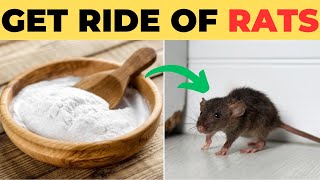 How To Get Rid of Rats within 10 Min Home Remedy [upl. by Zilber526]