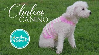 ðŸ¶COMO TEJER UN chaleco PARA PERRO PASO A PASO Tejido a crochet ROPA para mascotas a ganchilloðŸ•â€ðŸ¦º [upl. by Zeiler210]