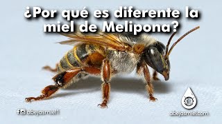 ¿Por qué es diferente la miel de melipona [upl. by Terchie]