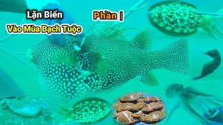 Lặn Biển Vào Mùa Bạch Tuộc Bắt Hải Sản Đa Dạng phần  Tập 72 lặnbắthảisản lặnbiển LinThợLặn [upl. by Edythe]