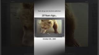 Grizzly Man is eaten by a Grizzly onthisday history 20years [upl. by Beatty]