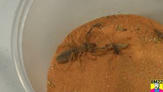 Camel Spider Solifugae Saddam Back From The Dead Again Habitat Update [upl. by Anitsirc772]