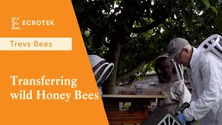 Trevs Bees  Transfering wild Honey Bees from a Starling box into a Langstroth beehive [upl. by Ennad552]