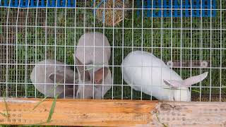 July 25 2024 Rabbits for Sale Update 5 Litters [upl. by Narmis]