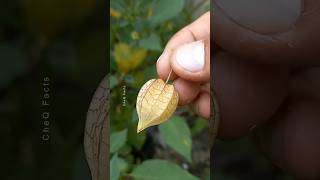 How to Grow Goldenberry Fruit at Home plants fruits farming shorts [upl. by Enneles]