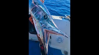 How to Catch WahooA Secret Wahoo Fishing Tip Revealed floridawahoofishingwahoofishfishingtip [upl. by Croix]