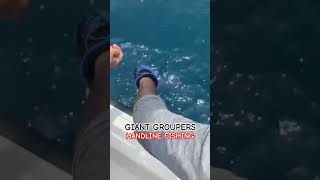 GIANT GROUPERS  HANDLINE FISHING fishing grouperfish fishingadventure fishingworld bigfish [upl. by Goeger]