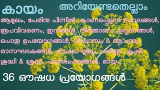 കായം Ferula narthex Ferula assafoetida Asafoetida പെരുങ്കായം അറബിക്കായം പാൽക്കായം [upl. by Annawyt]