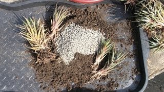 How to repot Haworthia Aloes and Gasterias [upl. by Zelten]