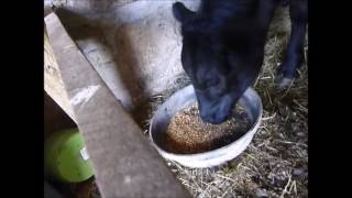 Calf Eating Feed [upl. by Yzzik]