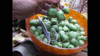 АКТІНІДІЯ ТІШИТЬ ЯГОДАМИ КОЖНОГО РОКУ ACTINIDIA DELIGHTS WITH BERRIES EVERY YEAR [upl. by Neruat]