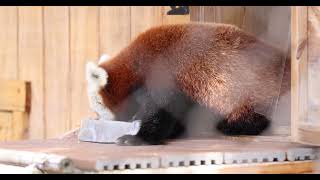 Food Destroying Red Panda [upl. by Taveda161]