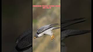 Bald eagle vs peregrine falcon trendingviralanimalsperegrinefalconbaldeagleattackspeed 🦅 [upl. by Alohcin925]