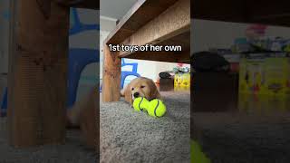 A big week for Mia goldenretriever goldenretrieverpuppy doglife [upl. by Niroc]