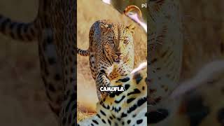 quotA Força Surpreendente dos Leopardos animals natureza mundoselvagem [upl. by Zohar899]