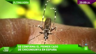 Las autoridades sanitarias confirman el primer caso de Chikunguña en España [upl. by Zosema]