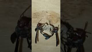 how my pet thread waisted wasps groom protect larvae in paper nestaircraft birds chirp soundsviral [upl. by Enitselec]