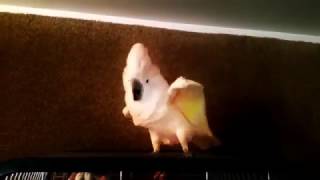 ANGRY COCKATOO GOING VIRAL  Unleashes More Than 250 FBombs  COCKATOO SWEARING [upl. by Coit929]