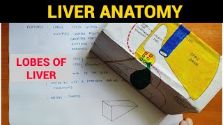 Liver Anatomy 24  Lobes of Liver  EOMS [upl. by Alten935]