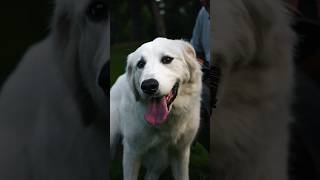 Photos with the Great Pyrenees “Lucy” 🦮 streetphotography greatpyrenees dog photooftheday [upl. by Oluas]