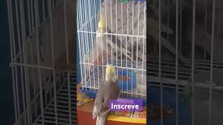 TRAÍRAM O BOLSONARO FECHADA PORTA sertanejo birds duetos musica cockatiel duetando birds [upl. by Anaimad]