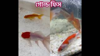 গোল্ড ফিস। Gold Fish vs Aquarium Fish shorts [upl. by Nahtahoj236]